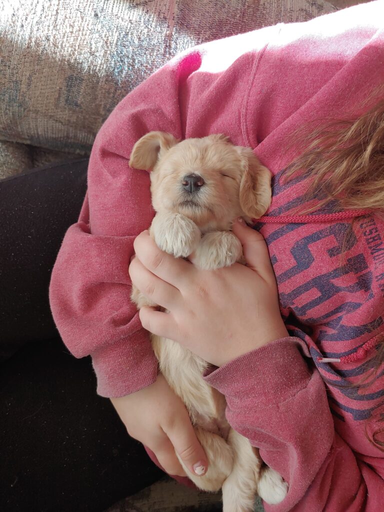 F1b mini goldendoodle in Colorado F1b labradoodle in Colorado F1 golden doodle in Colorado Golden Doodle near me