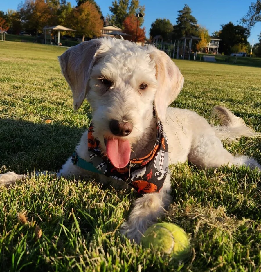 F1b mini goldendoodle in Colorado F1b labradoodle in Colorado F1 golden doodle in Colorado Golden Doodle near me