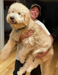 F1b mini goldendoodle in Colorado F1b labradoodle in Colorado F1 golden doodle in Colorado Golden Doodle near me