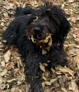 F1b mini goldendoodle in Colorado F1b labradoodle in Colorado F1 golden doodle in Colorado Golden Doodle near me