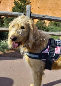 F1b mini goldendoodle in Colorado F1b labradoodle in Colorado F1 golden doodle in Colorado Golden Doodle near me