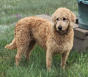 F1b labradoodle in Colorado F1b mini goldendoodle in Colorado