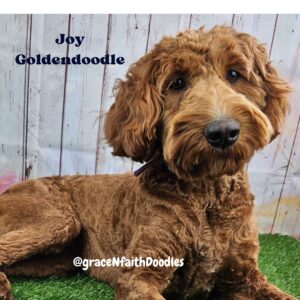 F1b mini goldendoodle in Colorado F1b labradoodle in Colorado F1 golden doodle in Colorado Golden Doodle near me