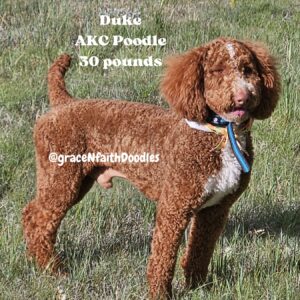 F1b mini goldendoodle in Colorado F1b labradoodle in Colorado F1 goldendoodle in Colorado AKC Poodle