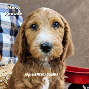 F1b mini goldendoodle in Colorado F1b labradoodle in Colorado F1 golden doodle in Colorado Golden Doodle near me