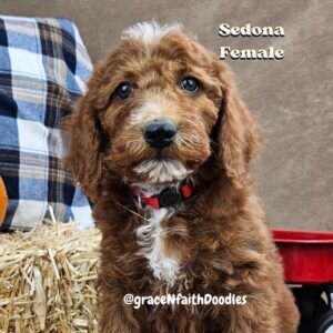 F1b mini goldendoodle in Colorado F1b labradoodle in Colorado F1 golden doodle in Colorado Golden Doodle near me