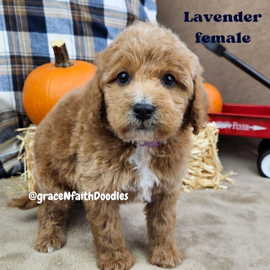 F1b mini goldendoodle in Colorado F1b labradoodle in Colorado F1 golden doodle in Colorado Golden Doodle near me