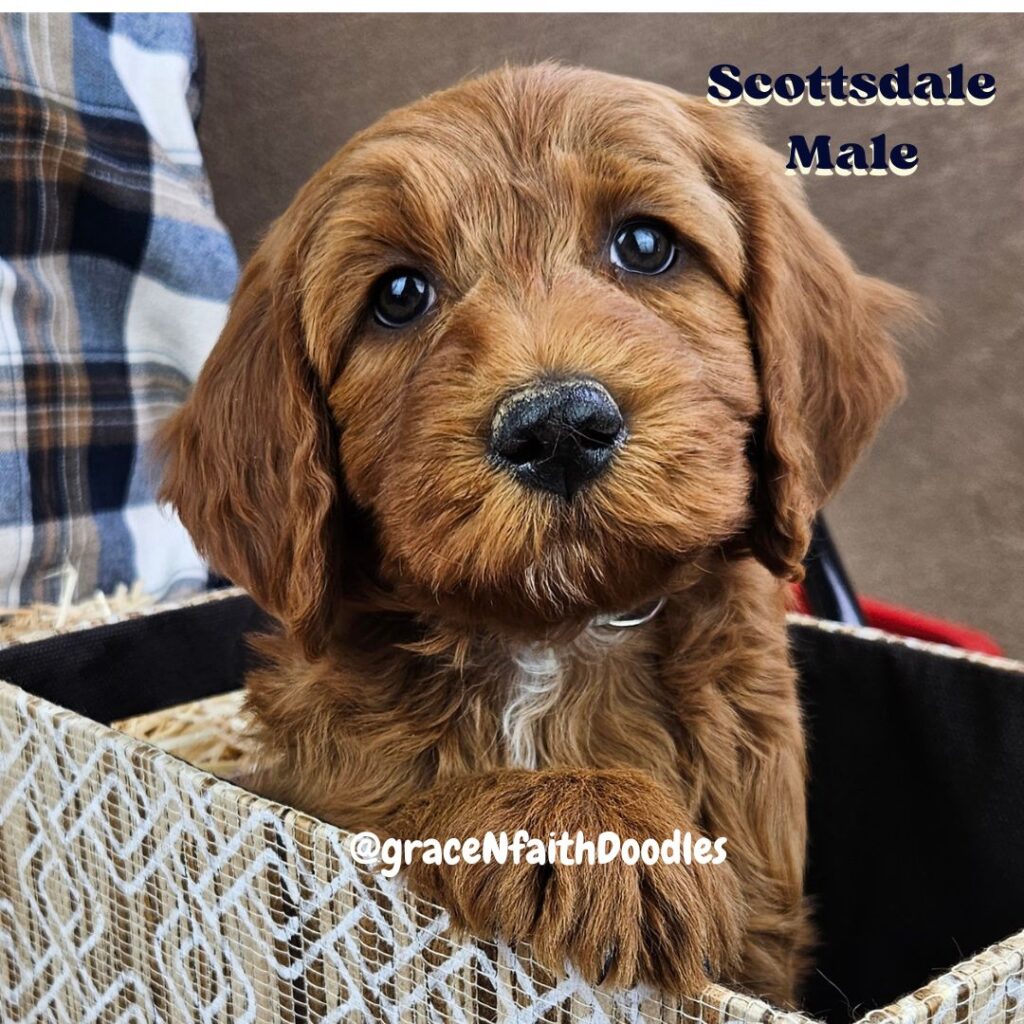 F1b mini goldendoodle in Colorado F1b labradoodle in Colorado F1 golden doodle in Colorado Golden Doodle near me