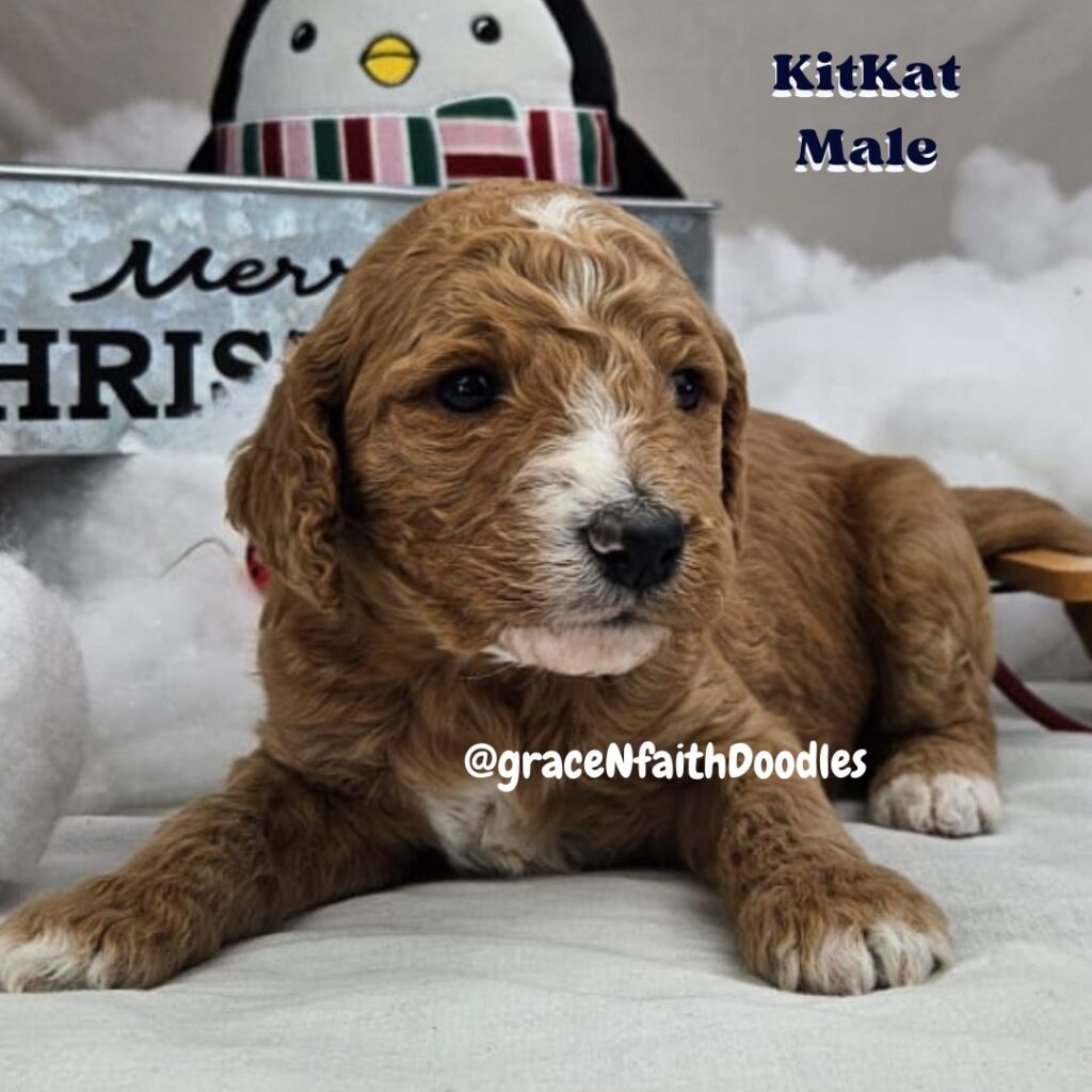 F1b mini goldendoodle in Colorado F1b labradoodle in Colorado F1 golden doodle in Colorado Golden Doodle near me