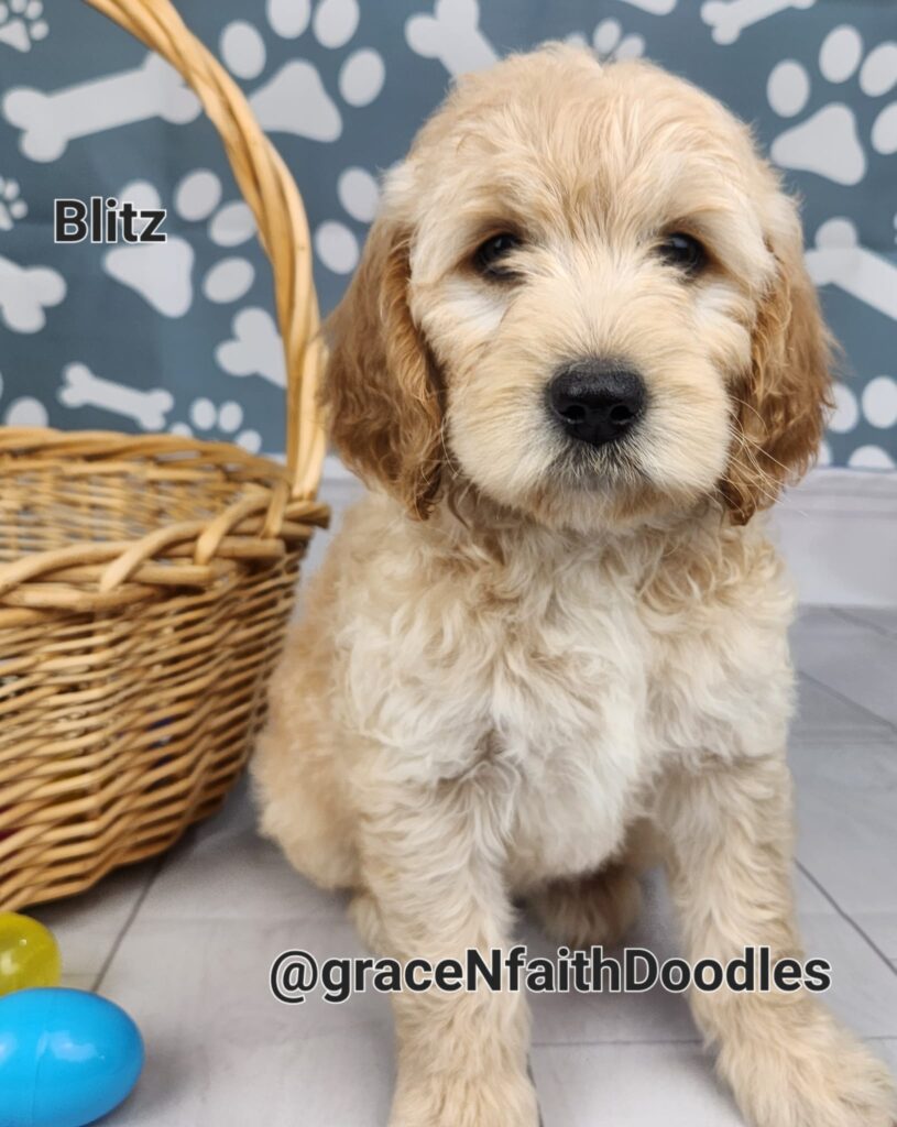 F1b mini goldendoodle in Colorado F1b labradoodle in Colorado F1 golden doodle in Colorado Golden Doodles near me