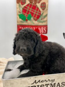 F1b mini goldendoodle in Colorado F1b labradoodle in Colorado F1 golden doodle in Colorado Golden Doodles near me