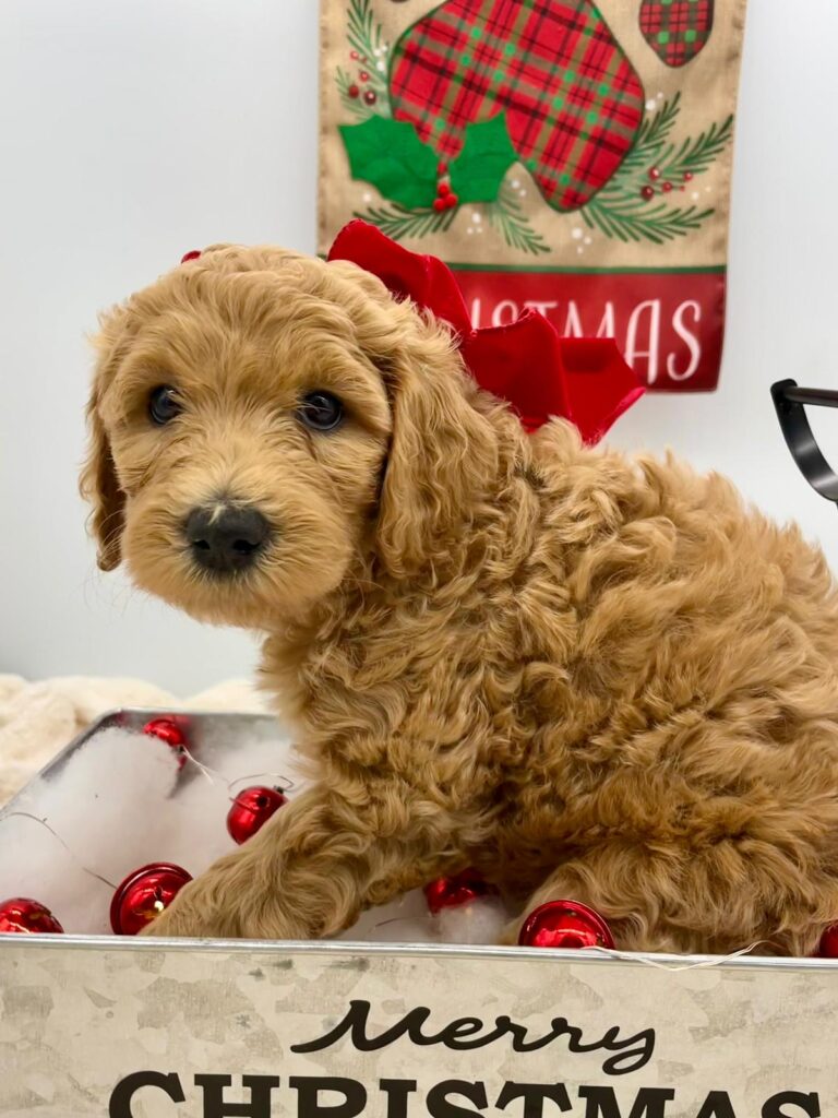 F1b mini goldendoodle in Colorado F1b labradoodle in Colorado F1 golden doodle in Colorado Golden Doodles near me