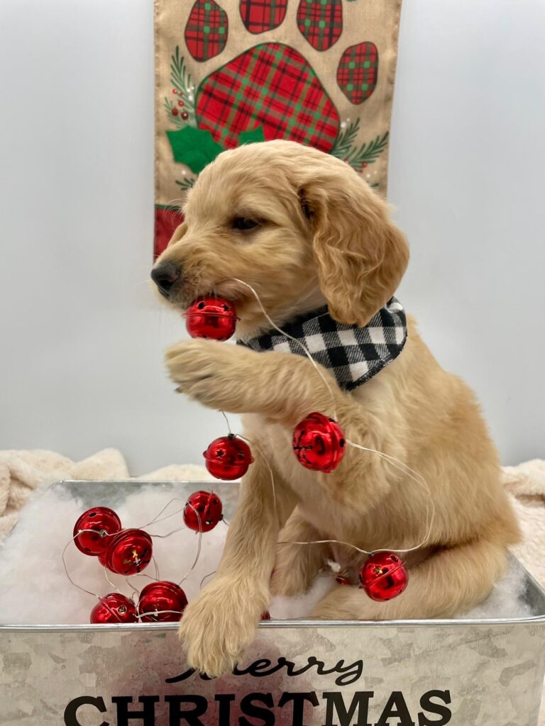 F1b mini goldendoodle in Colorado F1b labradoodle in Colorado F1 golden doodle in Colorado Golden Doodles near me