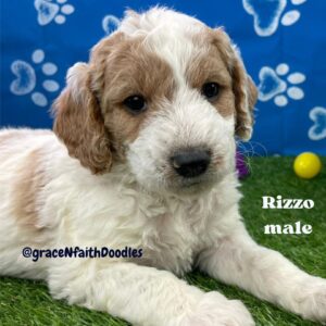 F1b mini goldendoodle in Colorado F1b labradoodle in Colorado F1 golden doodle in Colorado Golden Doodles near me