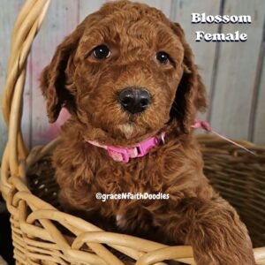 F1b mini goldendoodle in Colorado F1b labradoodle in Colorado F1 golden doodle in Colorado Golden Doodles near me