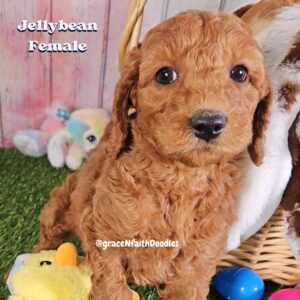 F1b mini goldendoodle in Colorado F1b labradoodle in Colorado F1 golden doodle in Colorado Golden Doodles near me