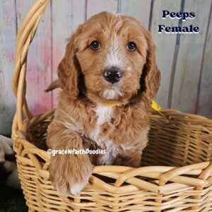 F1b mini goldendoodle in Colorado F1b labradoodle in Colorado F1 golden doodle in Colorado Golden Doodles near me