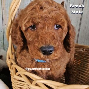 F1b mini goldendoodle in Colorado F1b labradoodle in Colorado F1 golden doodle in Colorado Golden Doodles near me