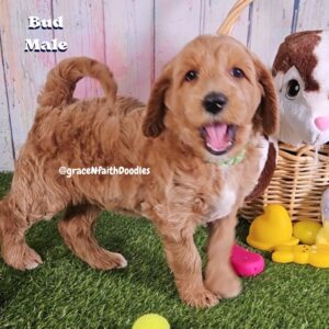 F1b mini goldendoodle in Colorado F1b labradoodle in Colorado F1 golden doodle in Colorado Golden Doodles near me