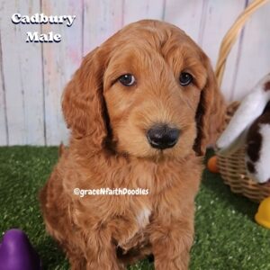 F1b mini goldendoodle in Colorado F1b labradoodle in Colorado F1 golden doodle in Colorado Golden Doodles near me