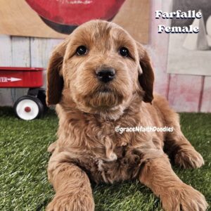 F1b mini goldendoodle in Colorado F1b labradoodle in Colorado F1 golden doodle in Colorado Golden Doodles near me