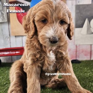 F1b mini goldendoodle in Colorado F1b labradoodle in Colorado F1 golden doodle in Colorado Golden Doodles near me