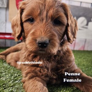 F1b mini goldendoodle in Colorado F1b labradoodle in Colorado F1 golden doodle in Colorado Golden Doodles near me