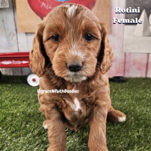 F1b mini goldendoodle in Colorado F1b labradoodle in Colorado F1 golden doodle in Colorado Golden Doodles near me