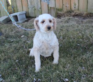 F1b mini goldendoodle in Colorado F1b labradoodle in Colorado F1 golden doodle in Colorado Golden Doodles near me