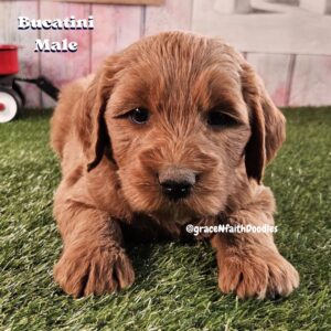 F1b mini goldendoodle in Colorado F1b labradoodle in Colorado F1 golden doodle in Colorado Golden Doodles near me