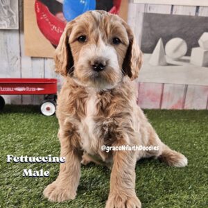 F1b mini goldendoodle in Colorado F1b labradoodle in Colorado F1 golden doodle in Colorado Golden Doodles near me