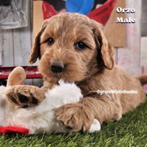 F1b mini goldendoodle in Colorado F1b labradoodle in Colorado F1 golden doodle in Colorado Golden Doodles near me