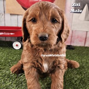 F1b mini goldendoodle in Colorado F1b labradoodle in Colorado F1 golden doodle in Colorado Golden Doodles near me