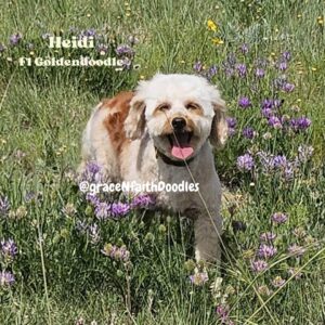 F1b mini goldendoodle in Colorado F1b labradoodle in Colorado F1 golden doodle in Colorado Golden Doodles near me