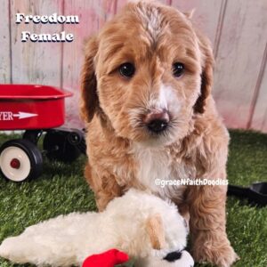 F1b mini goldendoodle in Colorado F1b labradoodle in Colorado F1 golden doodle in Colorado Golden Doodles near me