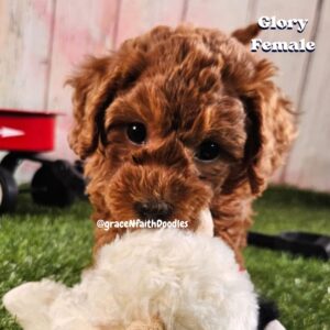 F1b mini goldendoodle in Colorado F1b labradoodle in Colorado F1 golden doodle in Colorado Golden Doodles near me