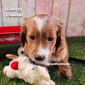 F1b mini goldendoodle in Colorado F1b labradoodle in Colorado F1 golden doodle in Colorado Golden Doodles near me