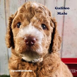 F1b mini goldendoodle in Colorado F1b labradoodle in Colorado F1 golden doodle in Colorado Golden Doodles near me