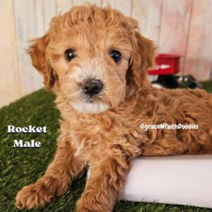 F1b mini goldendoodle in Colorado F1b labradoodle in Colorado F1 golden doodle in Colorado Golden Doodles near me