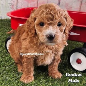 F1b mini goldendoodle in Colorado F1b labradoodle in Colorado F1 golden doodle in Colorado Golden Doodles near me