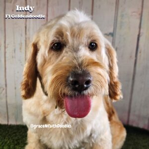 F1b mini goldendoodle in Colorado F1b labradoodle in Colorado F1 golden doodle in Colorado Golden Doodles near me