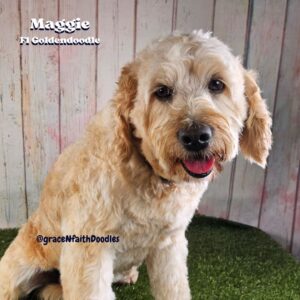 F1b mini goldendoodle in Colorado F1b labradoodle in Colorado F1 golden doodle in Colorado Golden Doodles near me