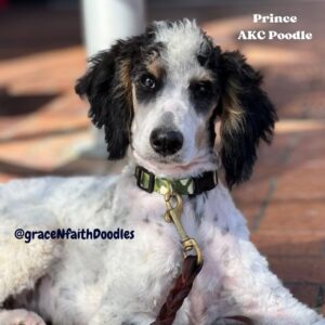 F1b mini goldendoodle in Colorado F1b labradoodle in Colorado F1 golden doodle in Colorado Golden Doodles near me