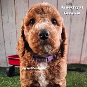 F1b mini goldendoodle in Colorado F1b labradoodle in Colorado F1 golden doodle in Colorado Golden Doodles near me