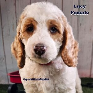 F1b mini goldendoodle in Colorado F1b labradoodle in Colorado F1 golden doodle in Colorado Golden Doodles near me