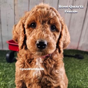 F1b mini goldendoodle in Colorado F1b labradoodle in Colorado F1 golden doodle in Colorado Golden Doodles near me