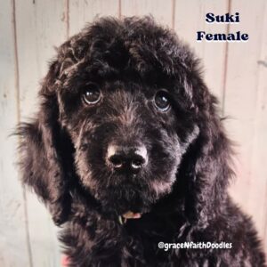 F1b mini goldendoodle in Colorado F1b labradoodle in Colorado F1 golden doodle in Colorado Golden Doodles near me