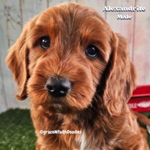 F1b mini goldendoodle in Colorado F1b labradoodle in Colorado F1 golden doodle in Colorado Golden Doodles near me