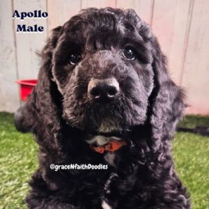 F1b mini goldendoodle in Colorado F1b labradoodle in Colorado F1 golden doodle in Colorado Golden Doodles near me