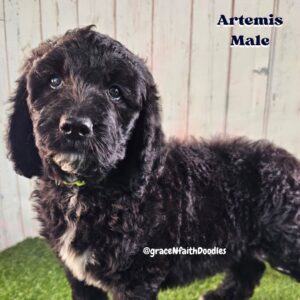 F1b mini goldendoodle in Colorado F1b labradoodle in Colorado F1 golden doodle in Colorado Golden Doodles near me